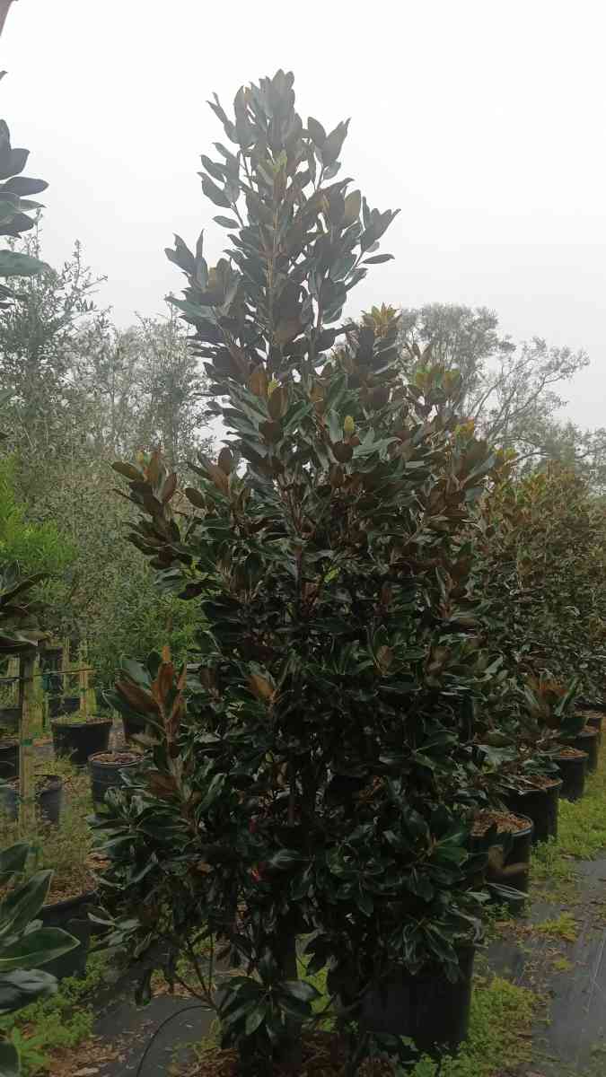 shade trees available  all sizes and species - Altamonte Springs, Florida - FleaMarketBay