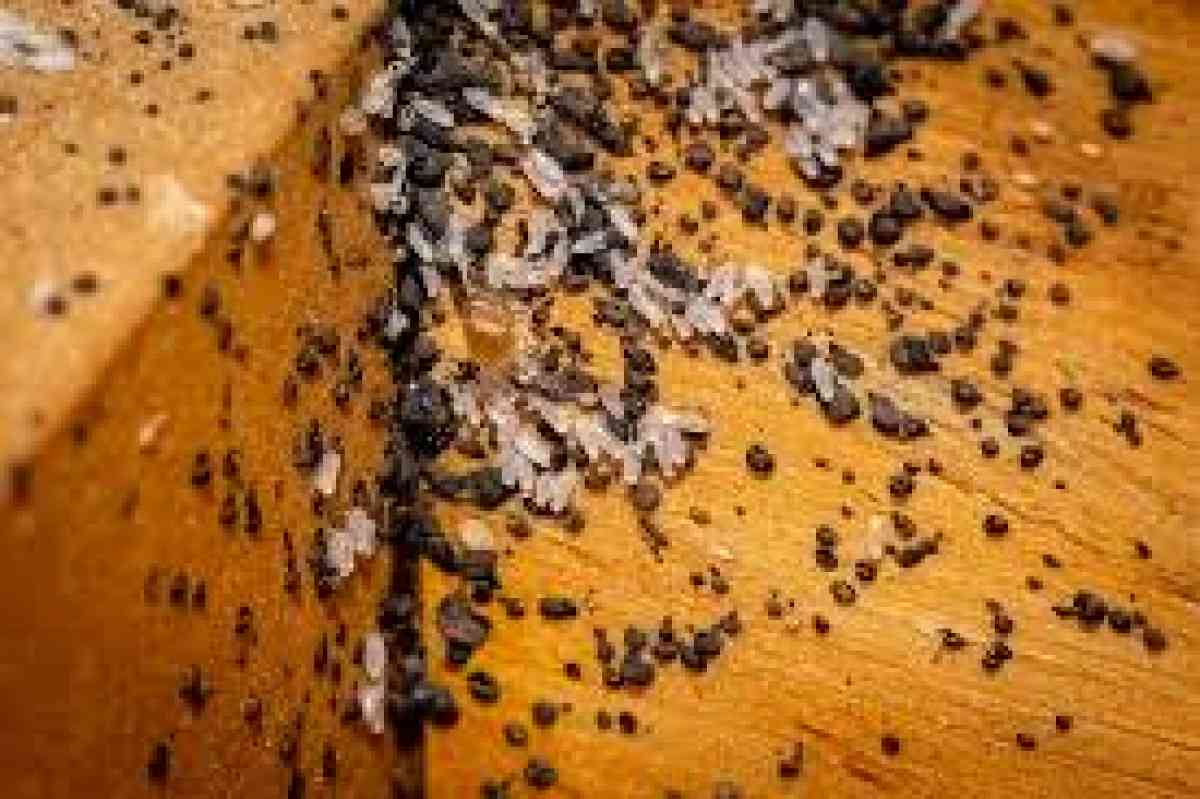 pest n termite treatment - Hemet, California - FleaMarketBay