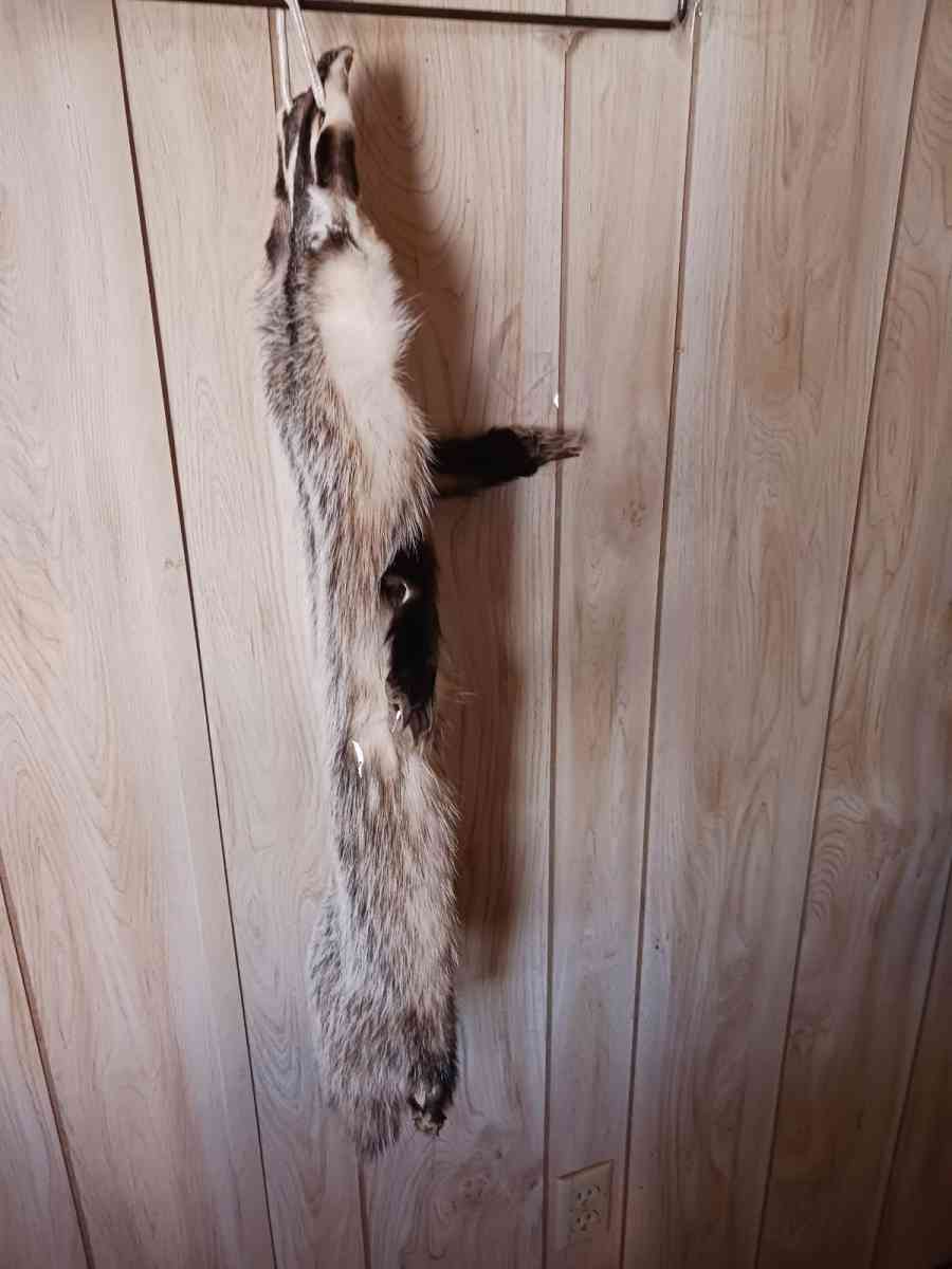 fox furs badger furs skunk fur - Mesa, Arizona - FleaMarketBay