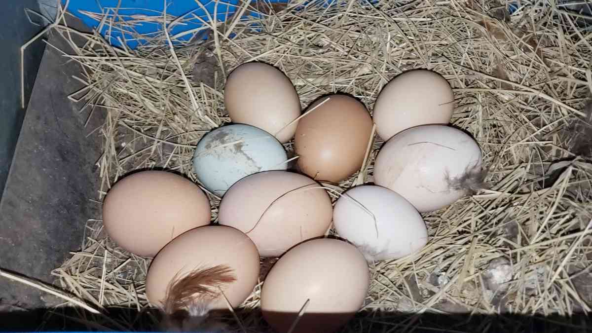 Eggs Farm Fresh Eggs - Richmond, Texas - FleaMarketBay