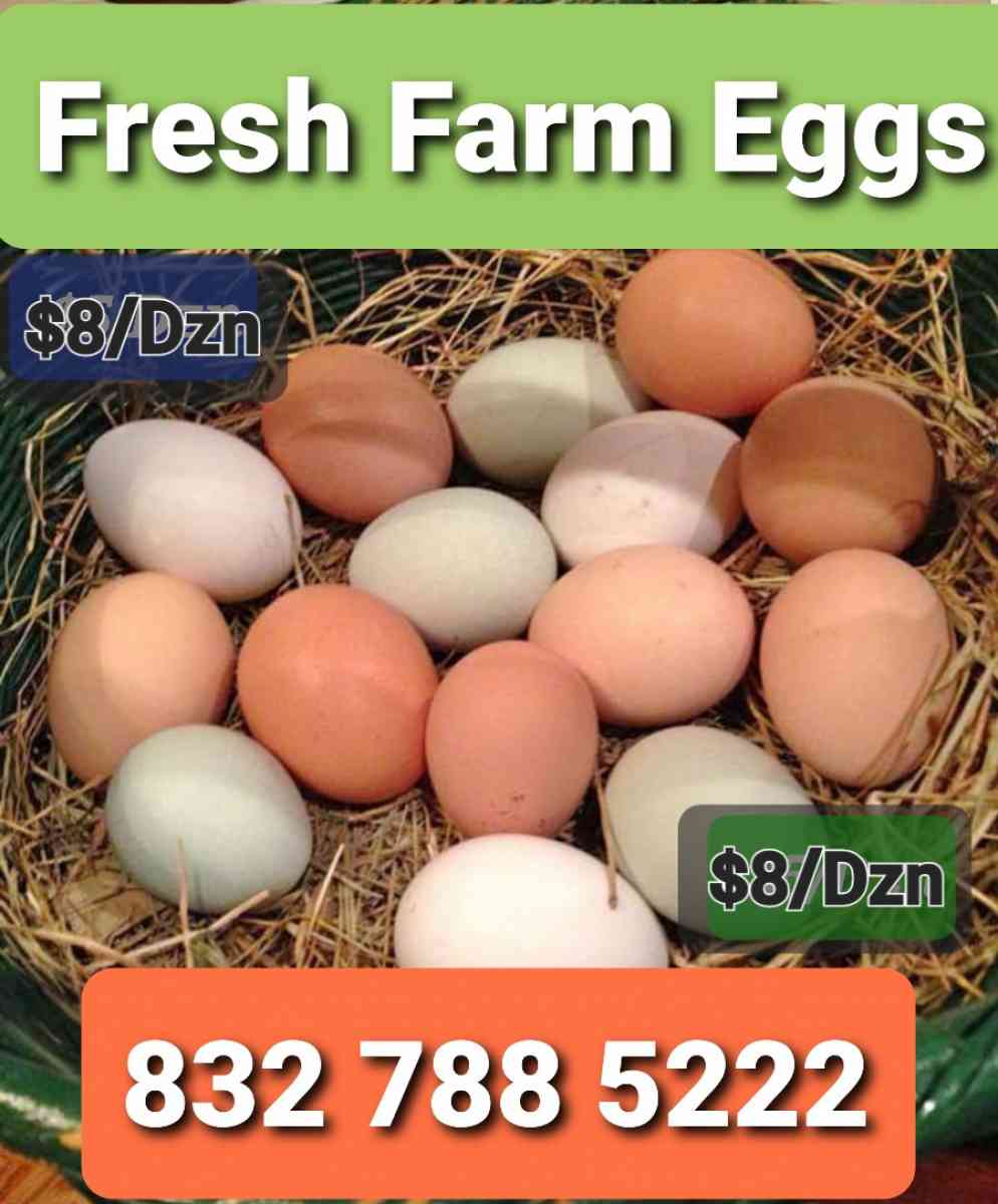 Eggs Farm Fresh Eggs - Richmond, Texas