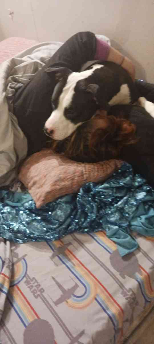 purebred pitbull 2 yrs old very sweet and playfull - Camp Verde, Arizona