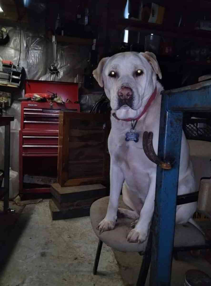 Rehoming for a better life - Pekin, Indiana - FleaMarketBay