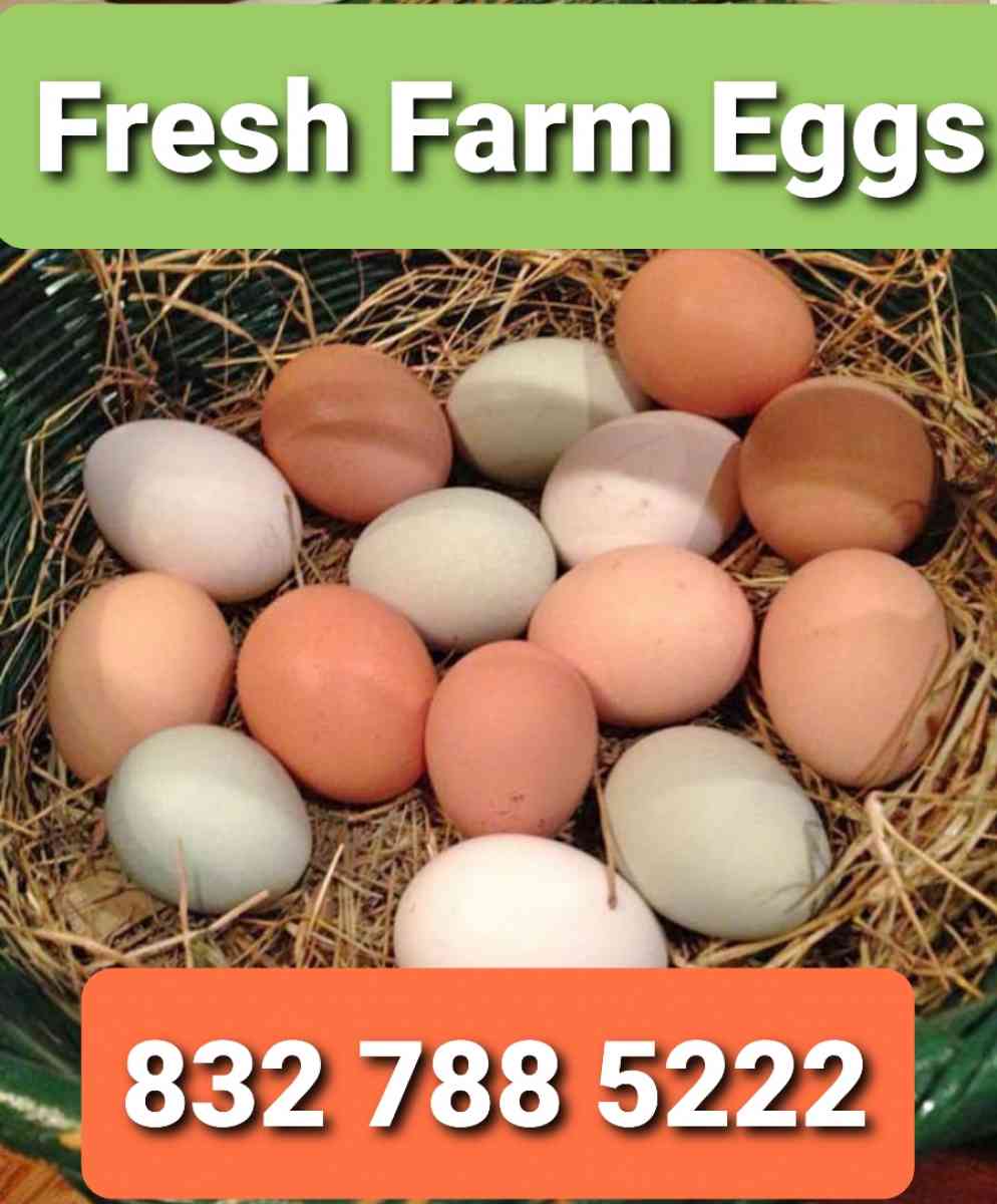 Eggs Farm Fresh Eggs - Richmond, Texas - FleaMarketBay