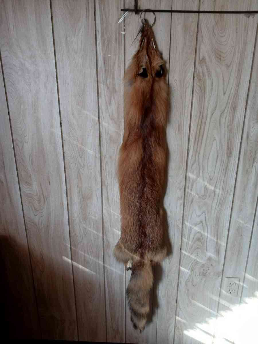 fox furs badger furs skunk fur - Mesa, Arizona - FleaMarketBay