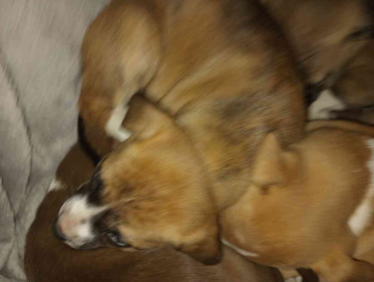 pitbull puppies - Vancouver, Washington