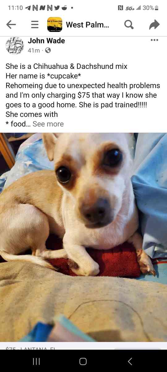 chuweenie - Lake Worth, Florida