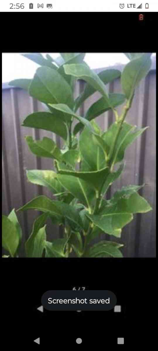 plants citrus all types - Winter Haven, Florida