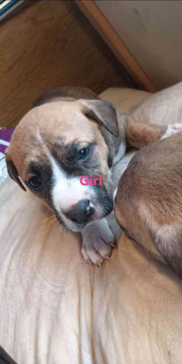 pitbull puppies - Vancouver, Washington - FleaMarketBay