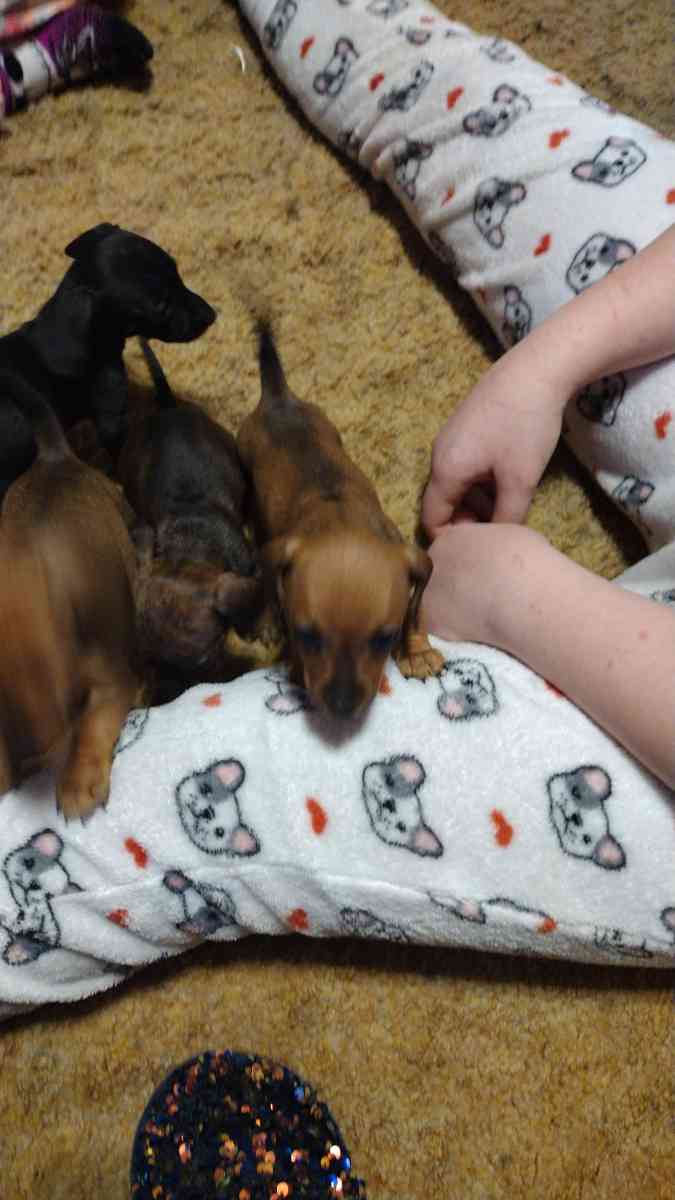 mini dachshund - Sweet Home, Oregon - FleaMarketBay
