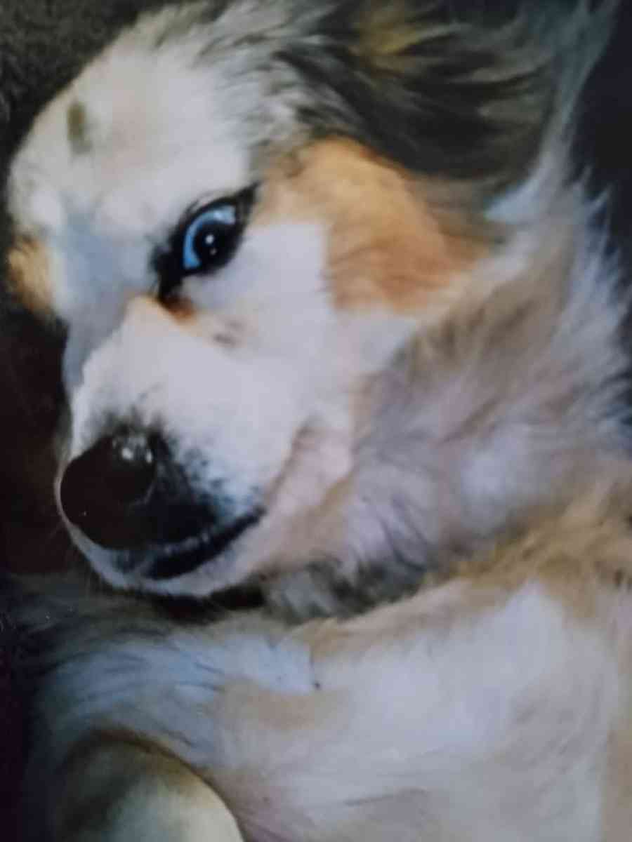 Rehoming for a better life - Pekin, Indiana