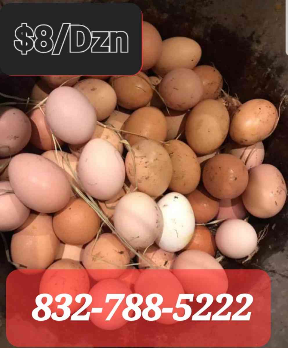 Eggs Farm Fresh Eggs - Richmond, Texas - FleaMarketBay