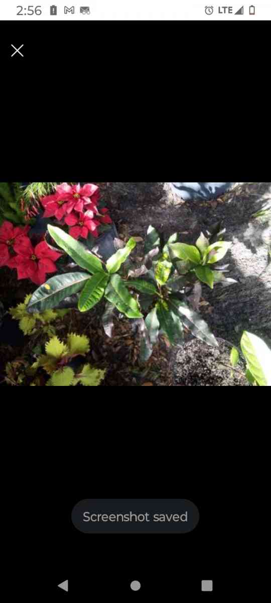 plants citrus all types - Winter Haven, Florida - FleaMarketBay