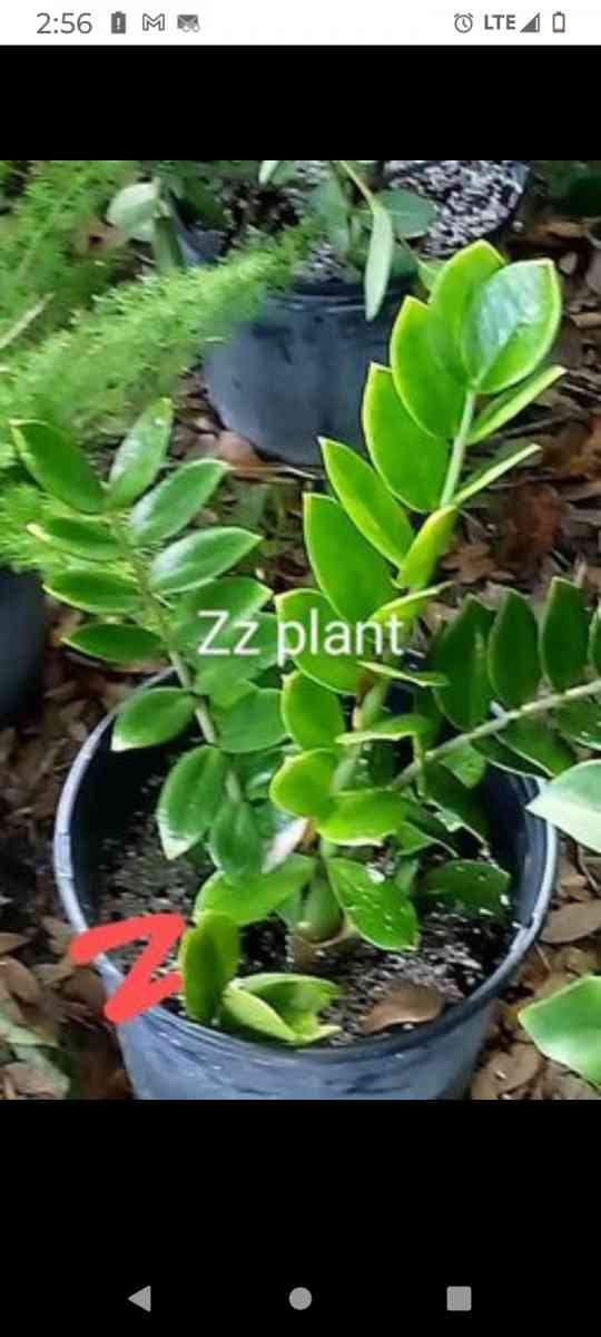 plants citrus all types - Winter Haven, Florida - FleaMarketBay