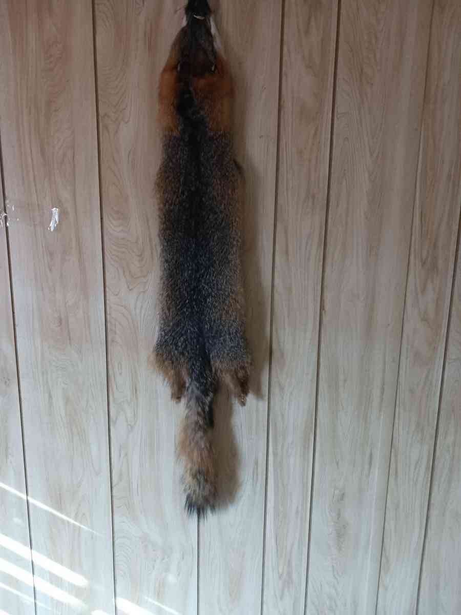 fox furs badger furs skunk fur - Mesa, Arizona - FleaMarketBay