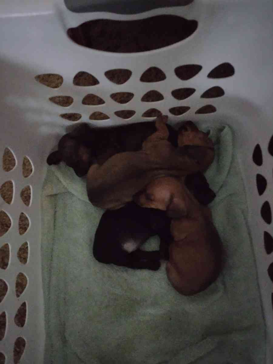 mini dachshund - Sweet Home, Oregon - FleaMarketBay