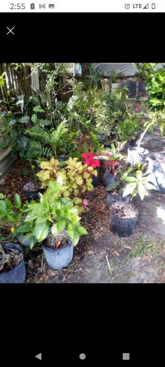 plants citrus all types - Winter Haven, Florida - FleaMarketBay
