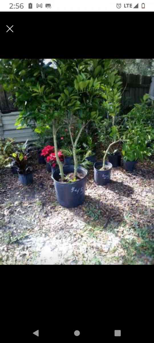 plants citrus all types - Winter Haven, Florida - FleaMarketBay
