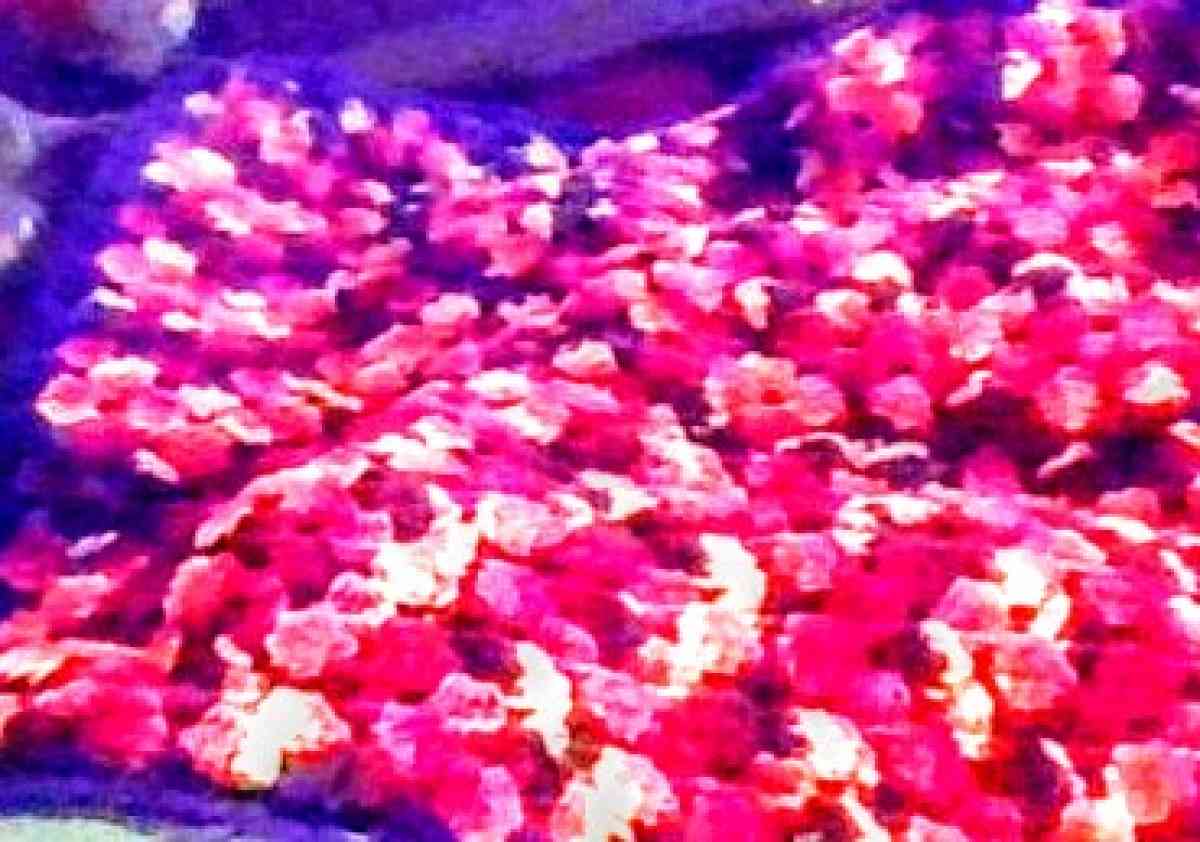 Large Crocheted Pillow Cover - Alliance, Ohio - FleaMarketBay