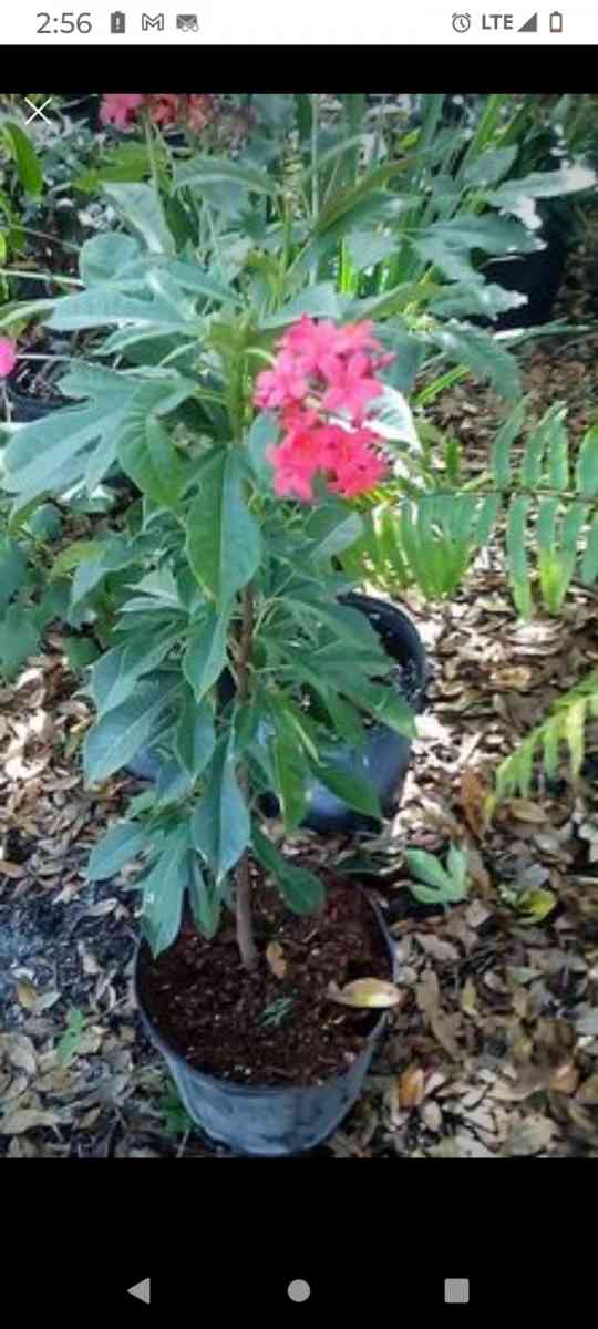 plants citrus all types - Winter Haven, Florida - FleaMarketBay