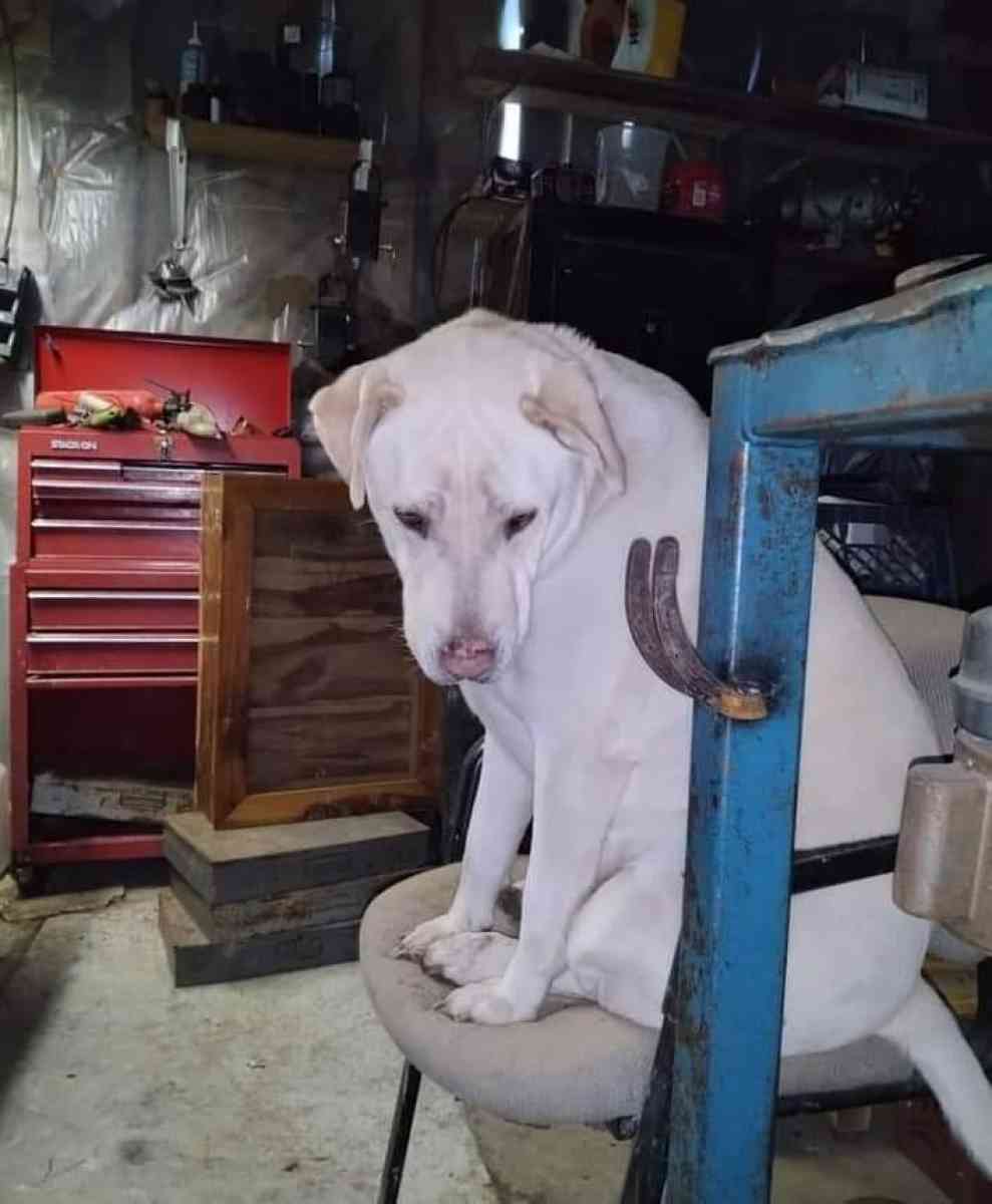 Rehoming for a better life - Pekin, Indiana