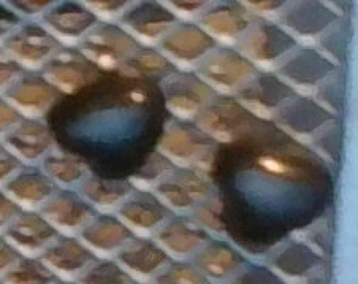 CZ Stud Earrings and Other Stud Earrings - Alliance, Ohio - FleaMarketBay