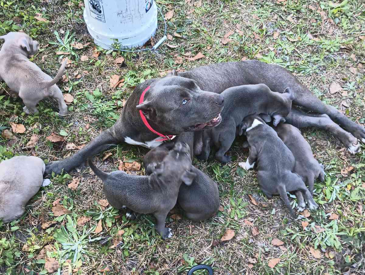 blue pit puppies - Baker, Florida