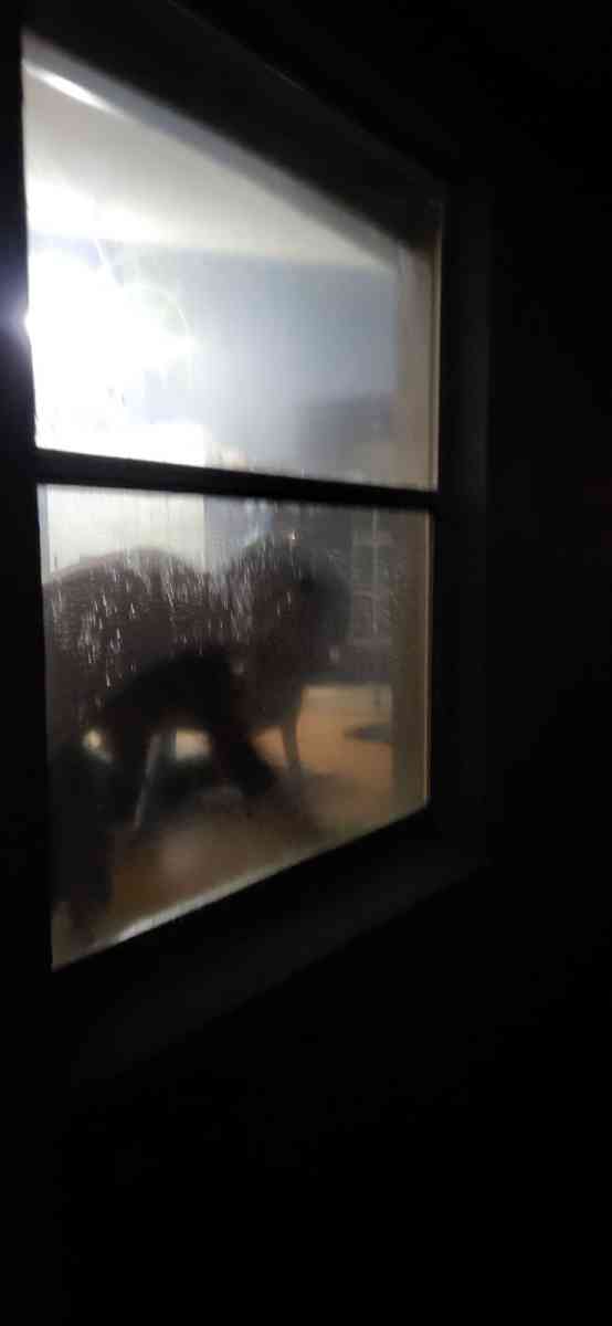 Windows cleaning inside and outside - Orlando, Florida - FleaMarketBay