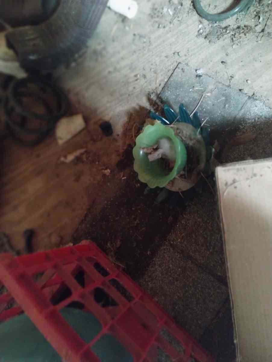 2 Little Holders - New Carlisle, Ohio