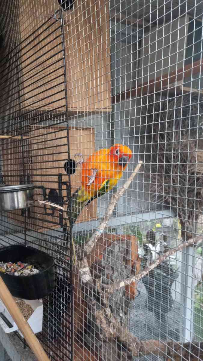 carlos - Altamonte Springs, Florida - FleaMarketBay