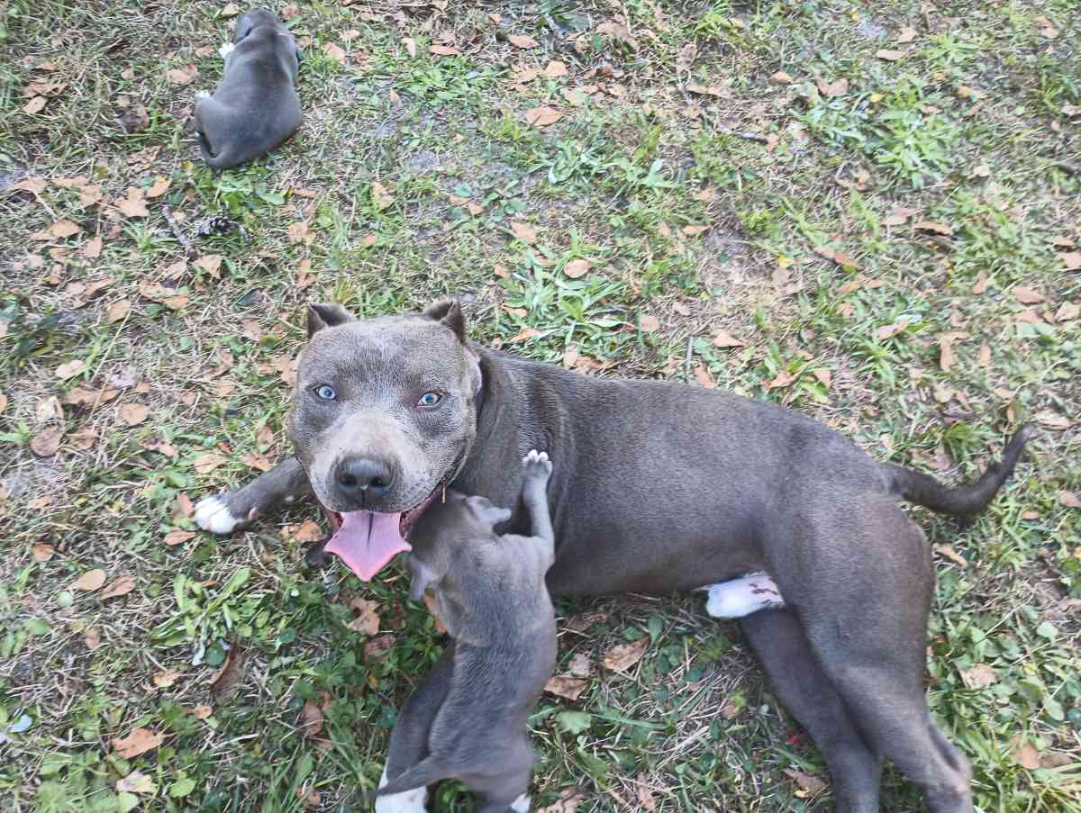 blue pit puppies - Baker, Florida - FleaMarketBay