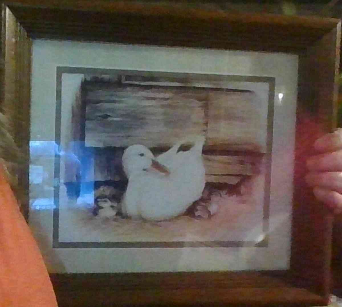 Duck picture in Brown Wood Frame - Alliance, Ohio
