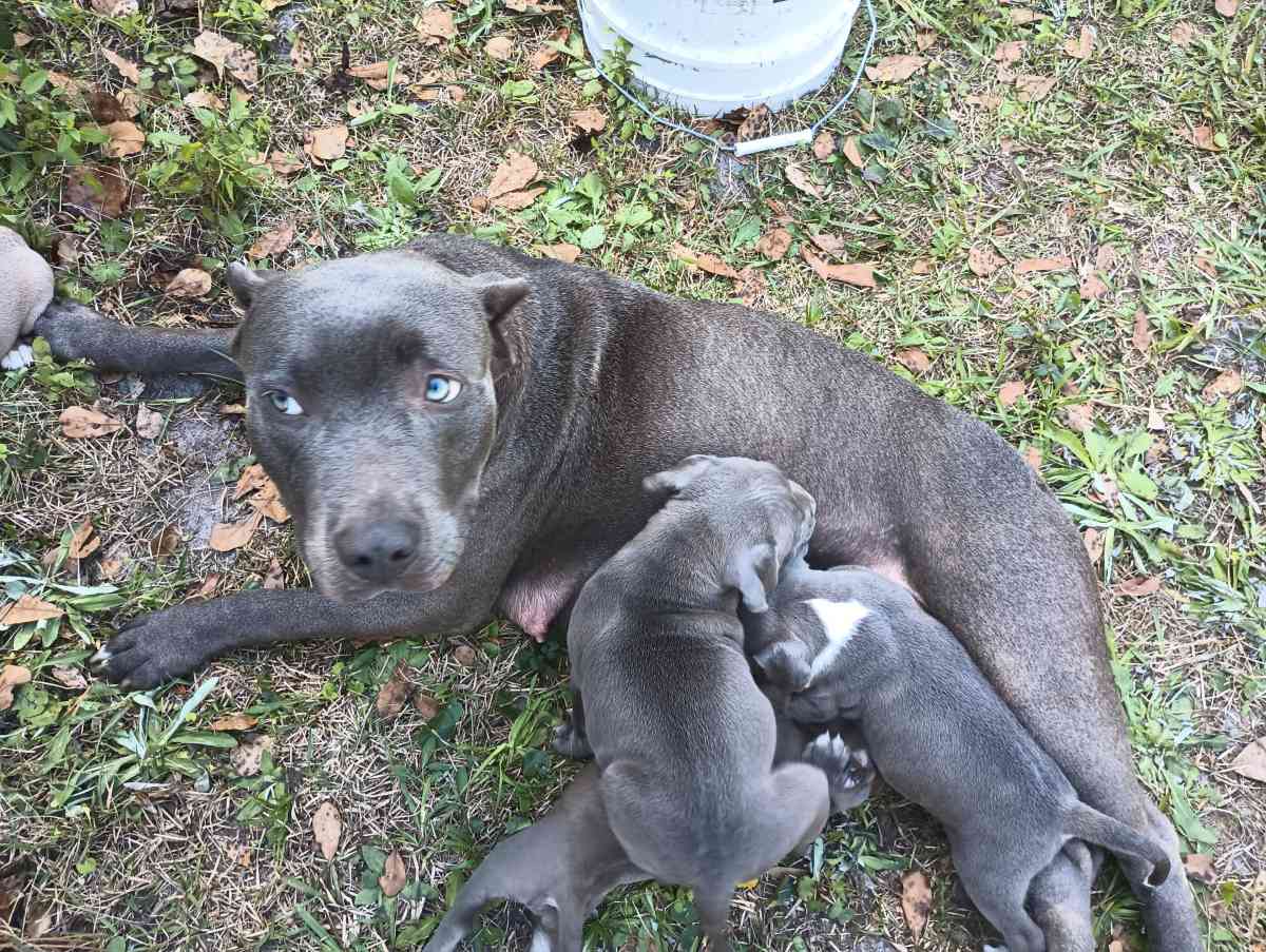 blue pit puppies - Baker, Florida - FleaMarketBay