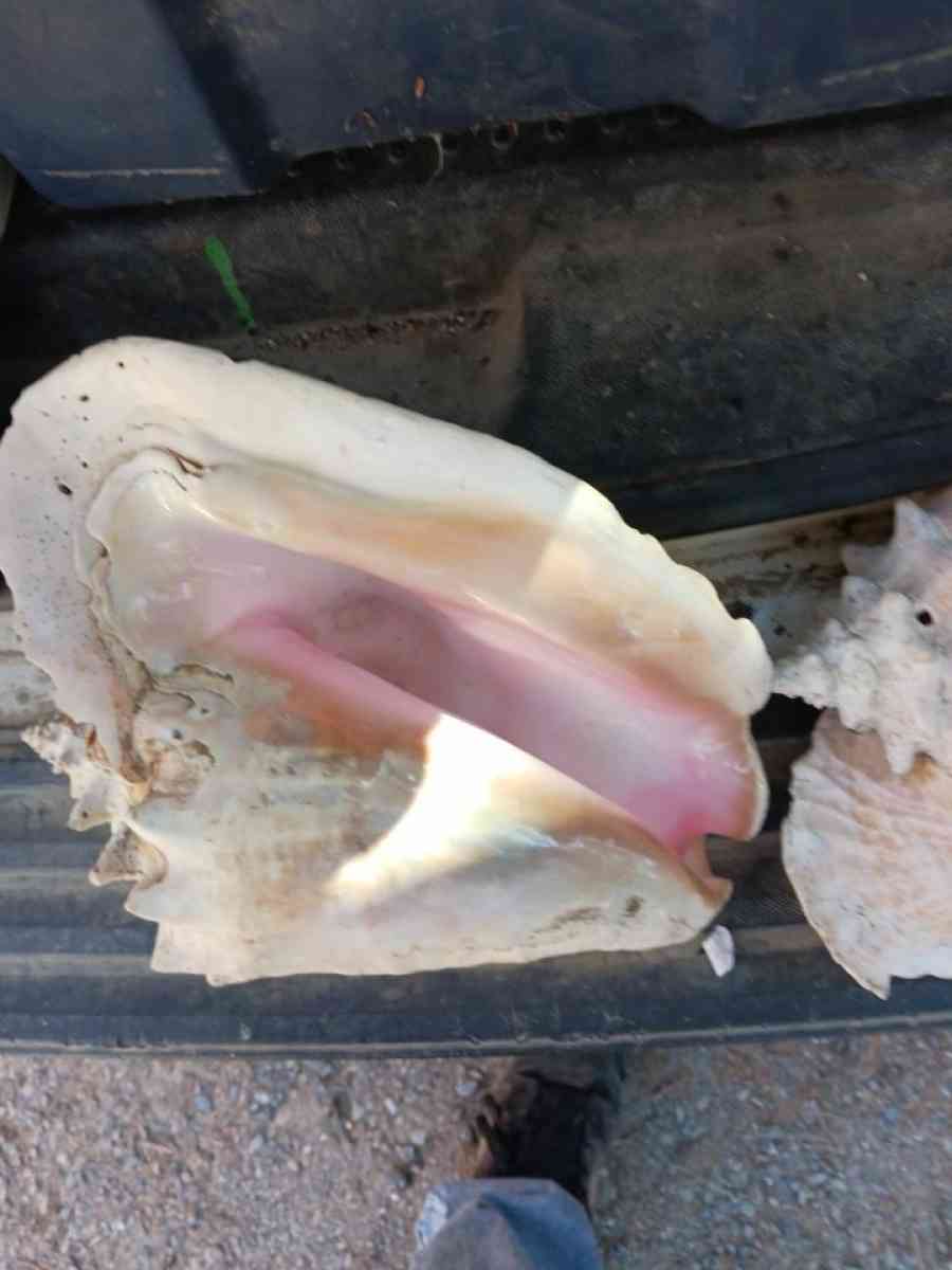 seashell - Bangor, Maine