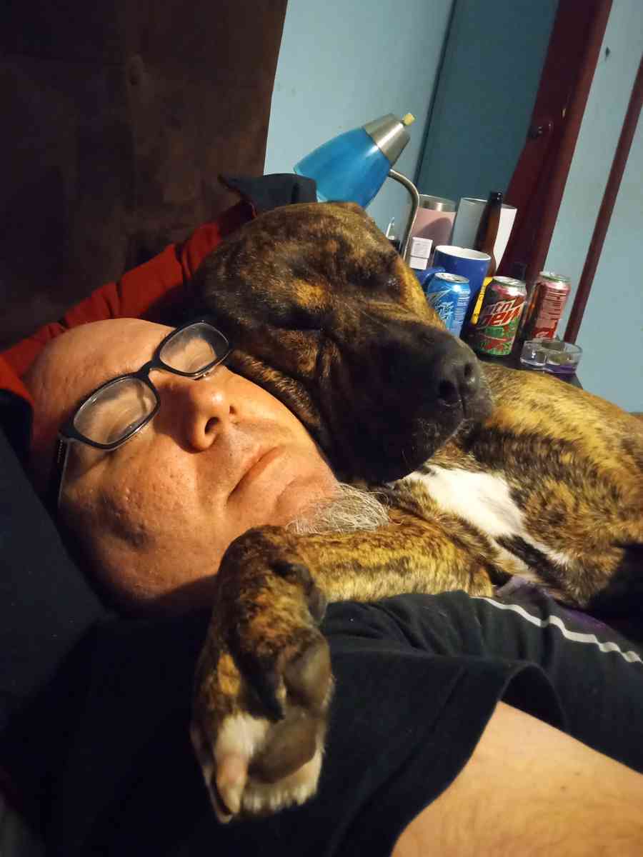 our Akita lab brindle Pitt