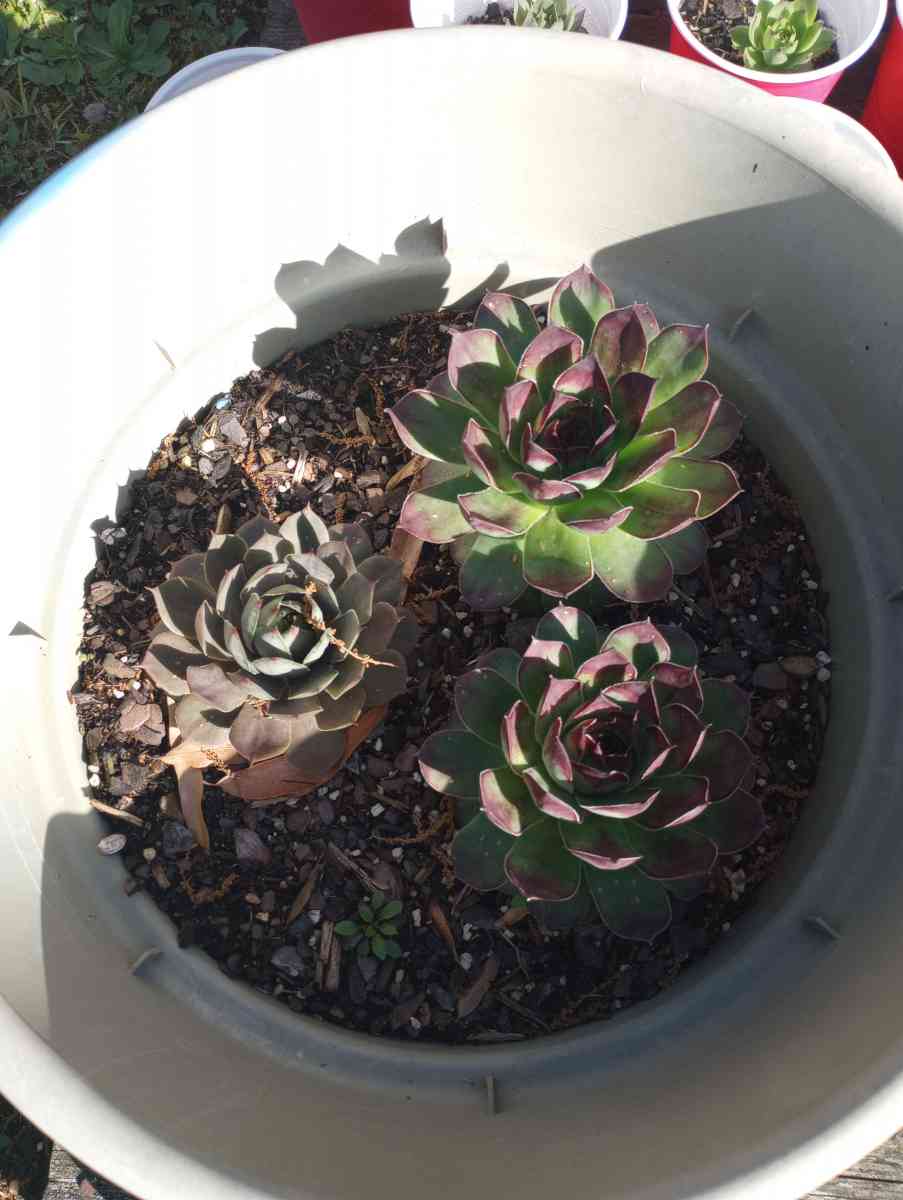 hen and chick plants and snake plants - Benson, North Carolina - FleaMarketBay