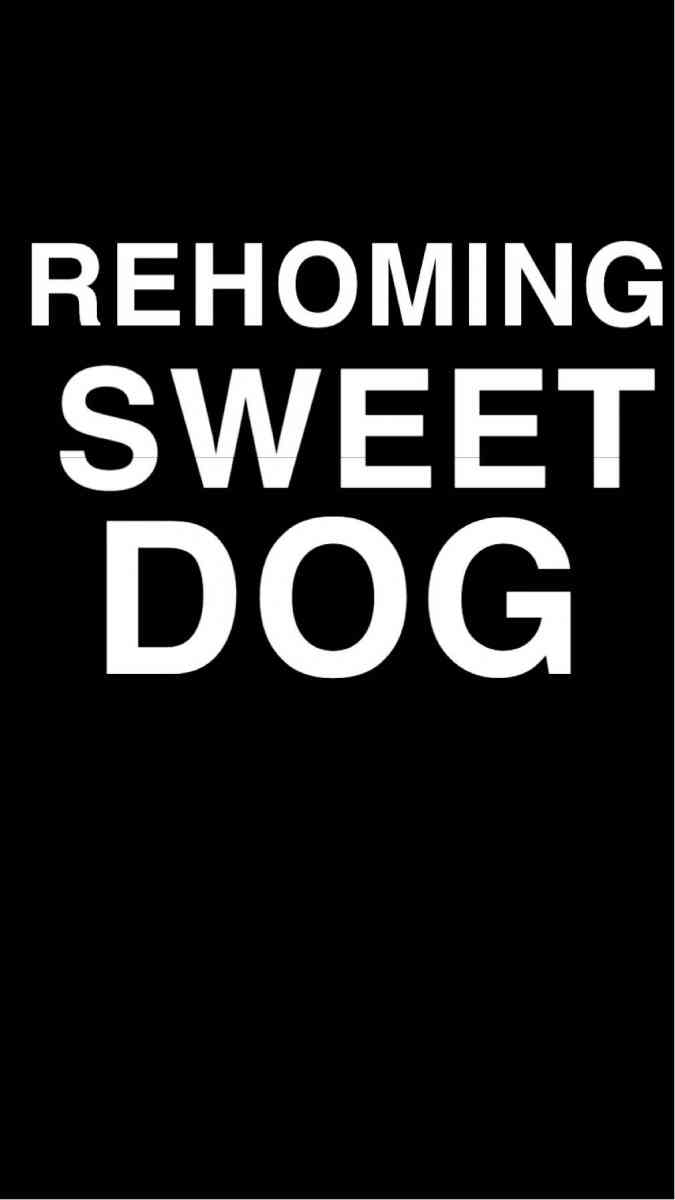 sweet dog - Bakersfield, California