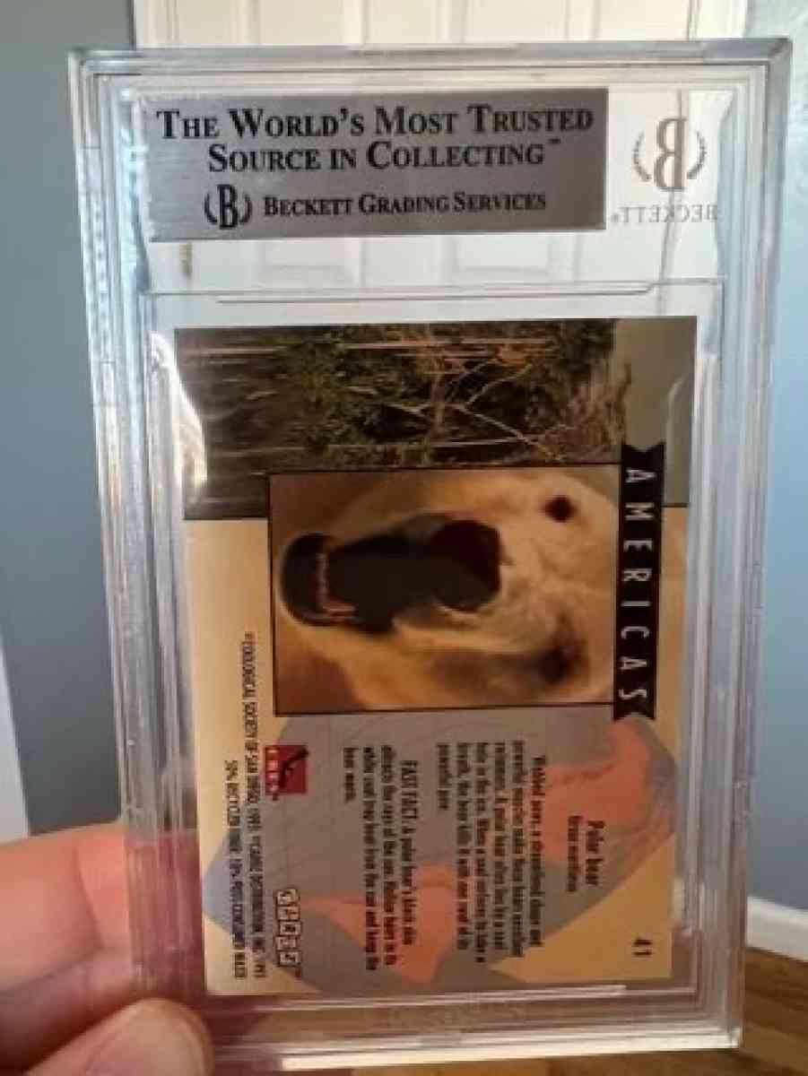 1993 World Famous San Diego Zoo 41 Polar Bear Graded 85 - Gibson City, Illinois - FleaMarketBay