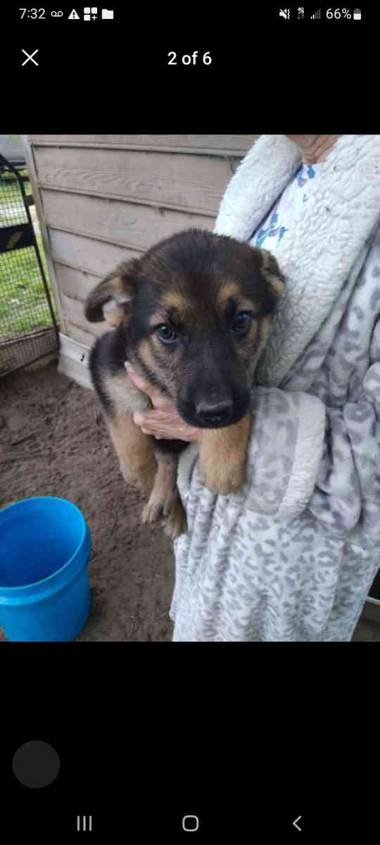 puppies - Soperton, Georgia - FleaMarketBay