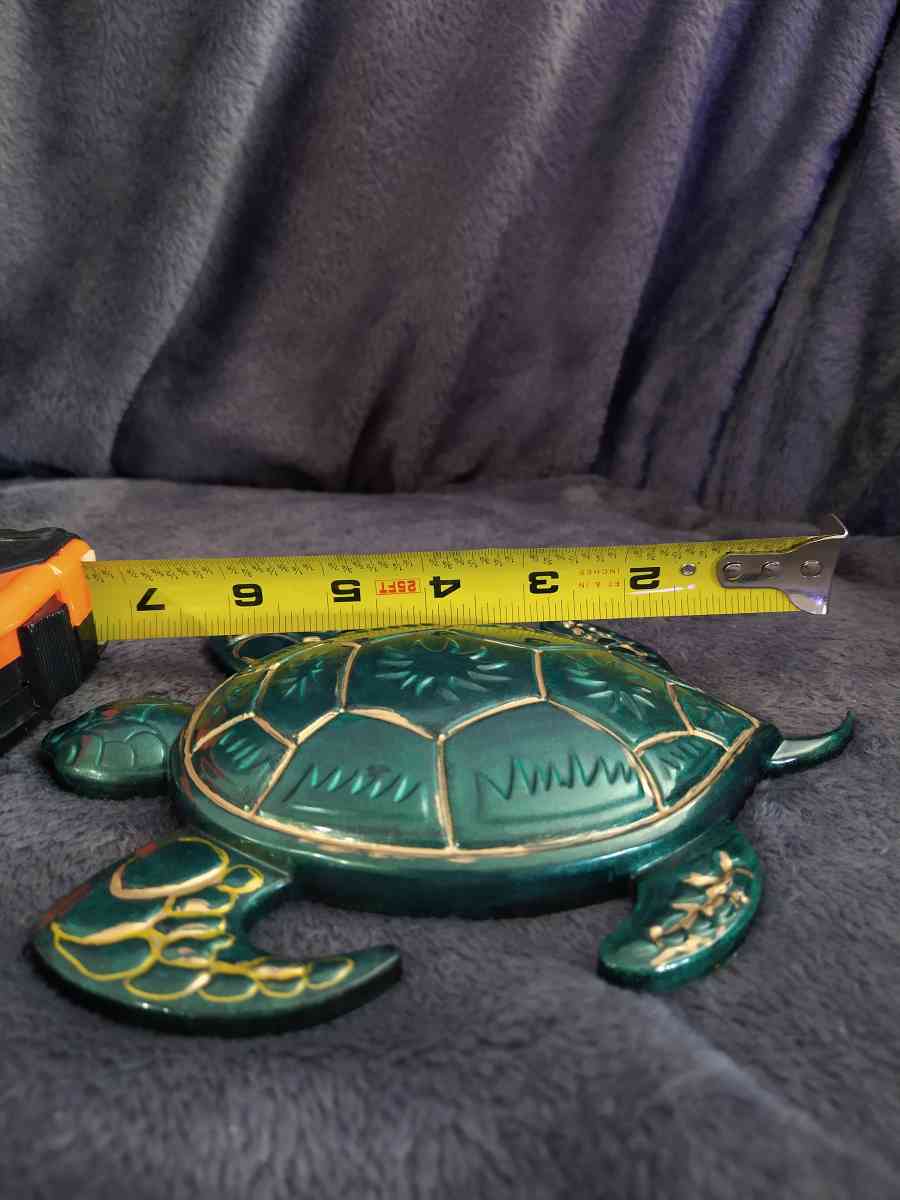 Mr turtle is looking for home - Gainesville, Florida - FleaMarketBay
