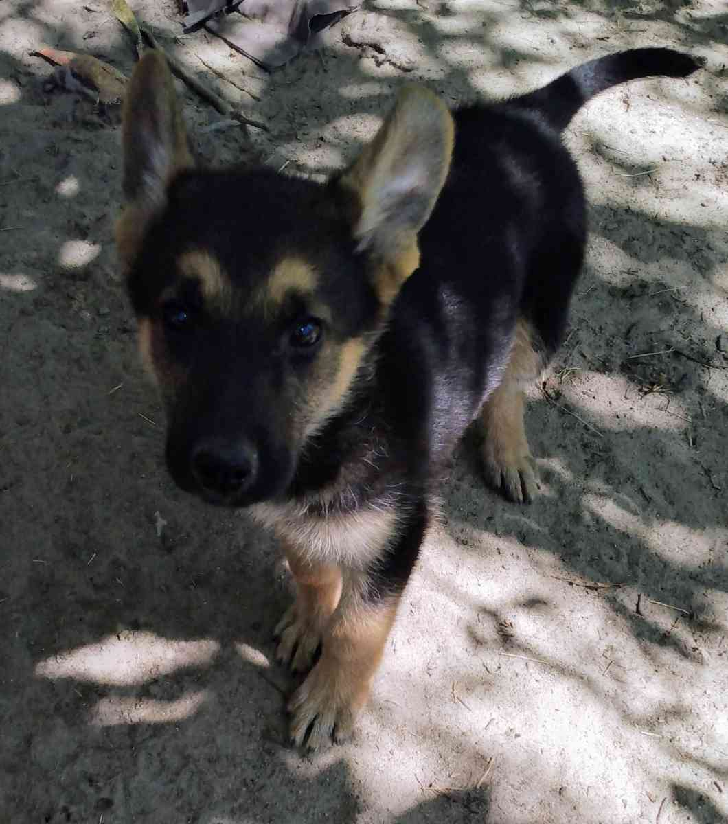 puppies - Soperton, Georgia - FleaMarketBay