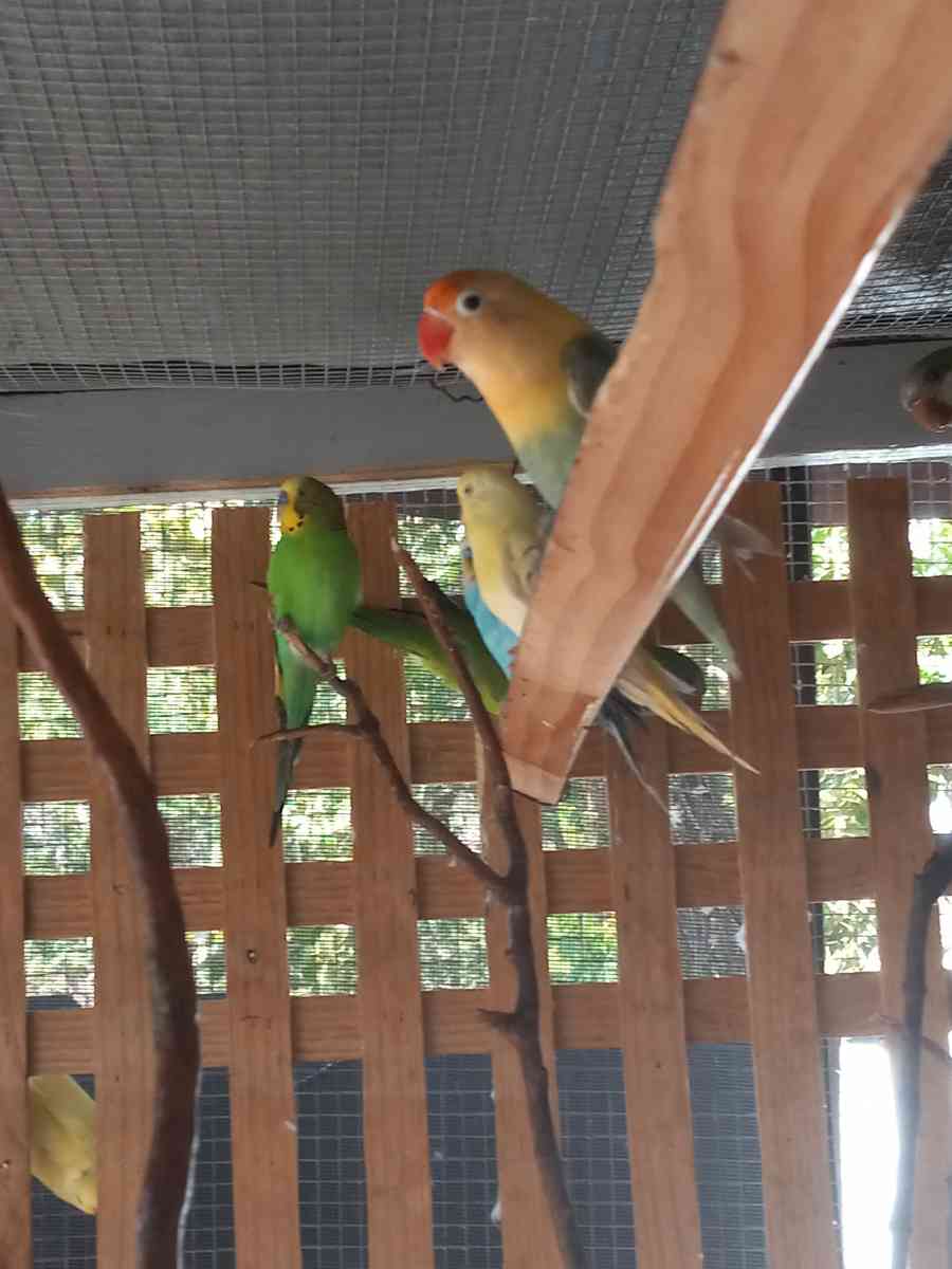 periquito a 10 - Homosassa Springs, Florida