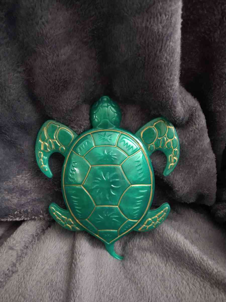 Mr turtle is looking for home - Gainesville, Florida