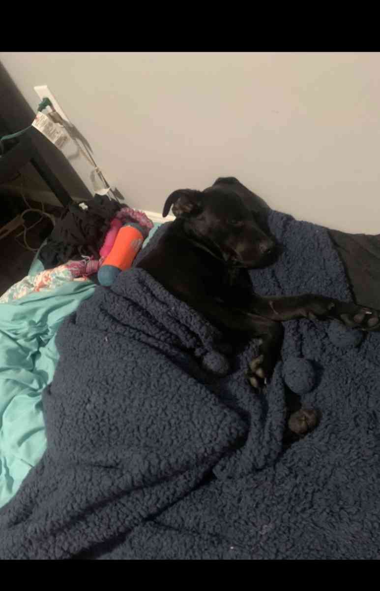 Sweet female black lab mix - Bakersfield, California - FleaMarketBay
