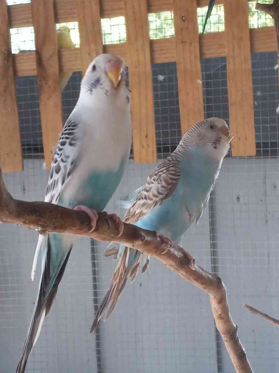 periquito - Day, Florida