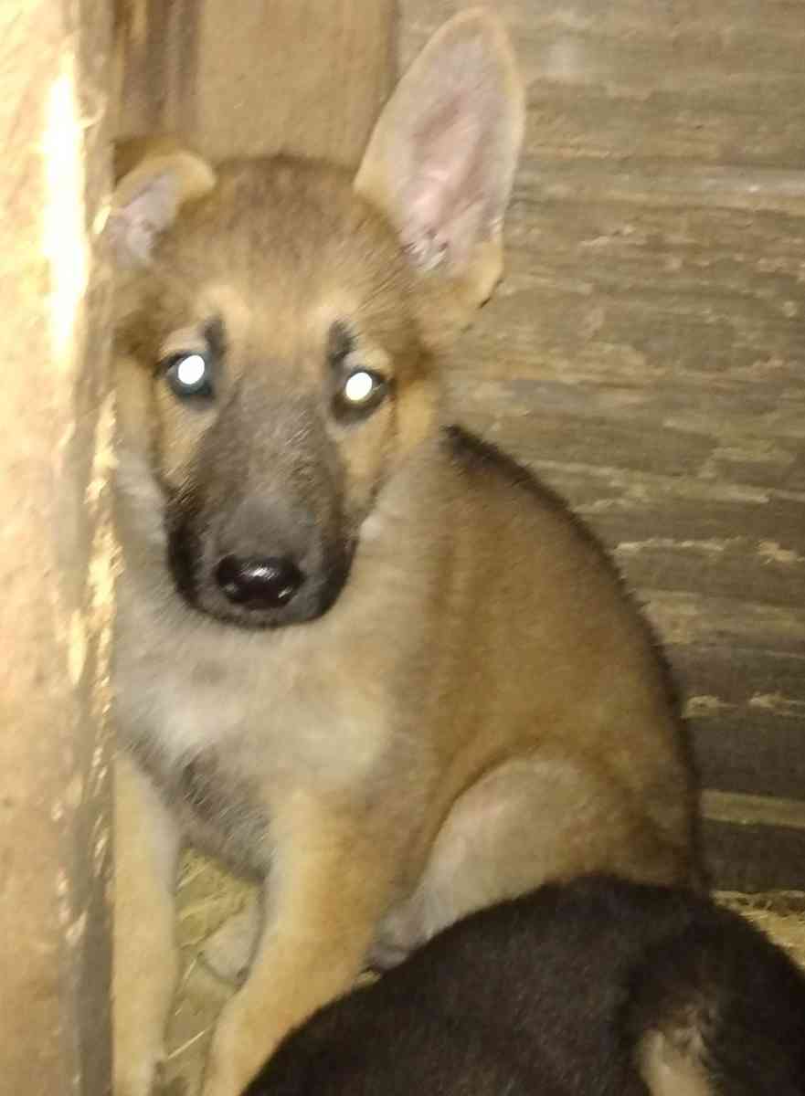 puppies - Soperton, Georgia - FleaMarketBay