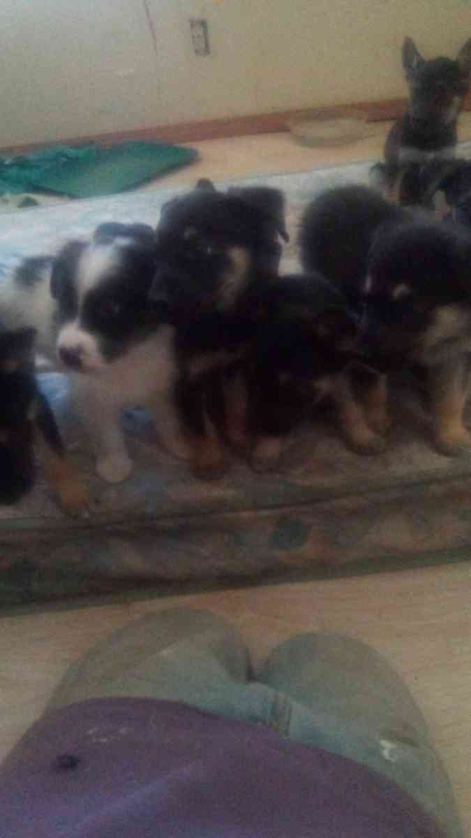 puppies - Hobbs, New Mexico - FleaMarketBay