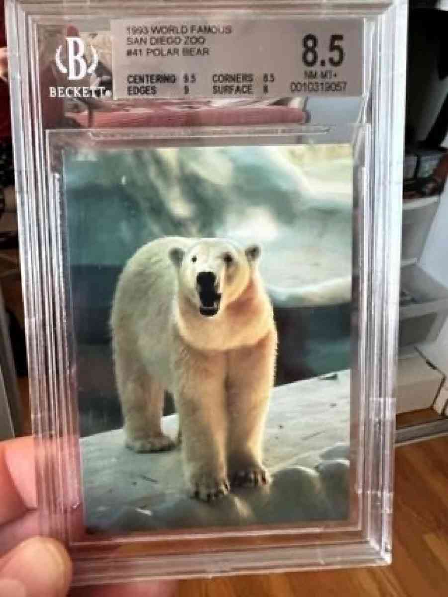 1993 World Famous San Diego Zoo 41 Polar Bear Graded 85