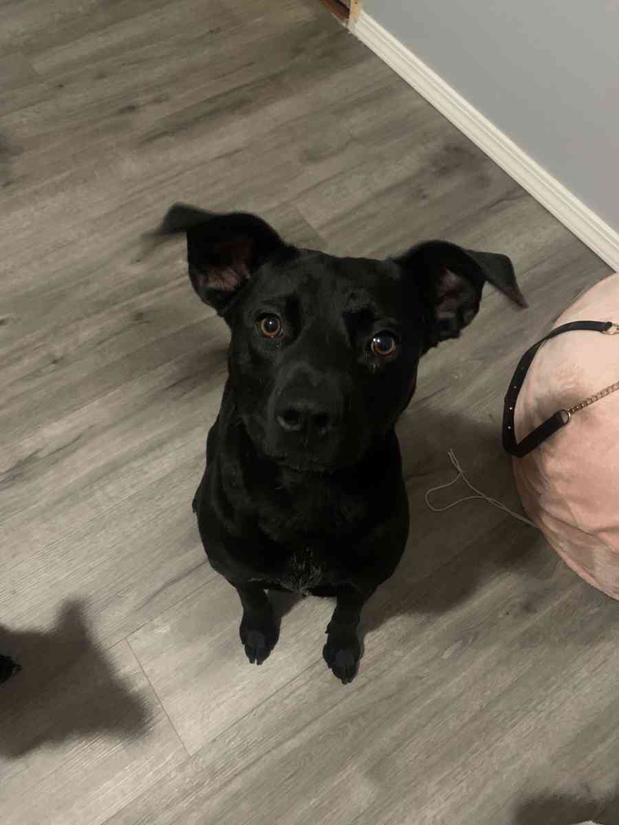 Sweet female black lab mix - Bakersfield, California
