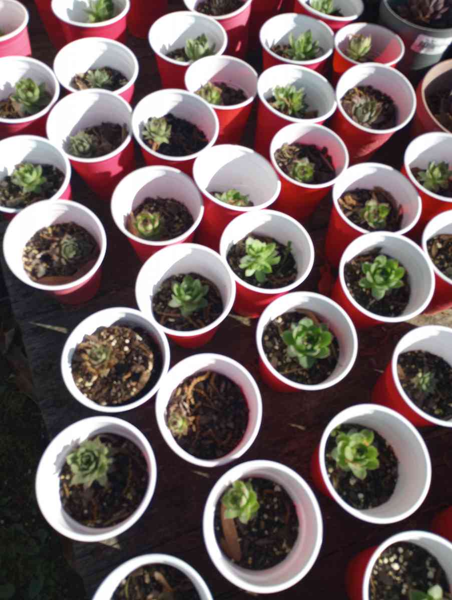 hen and chick plants and snake plants - Benson, North Carolina